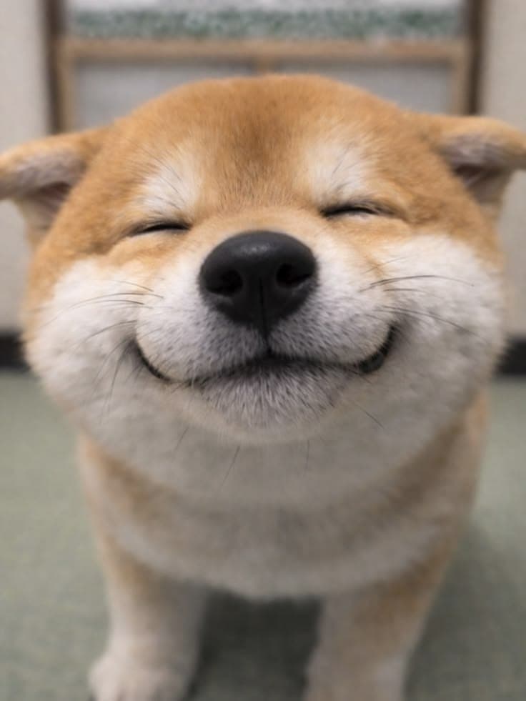 Smiling Shiba Inu