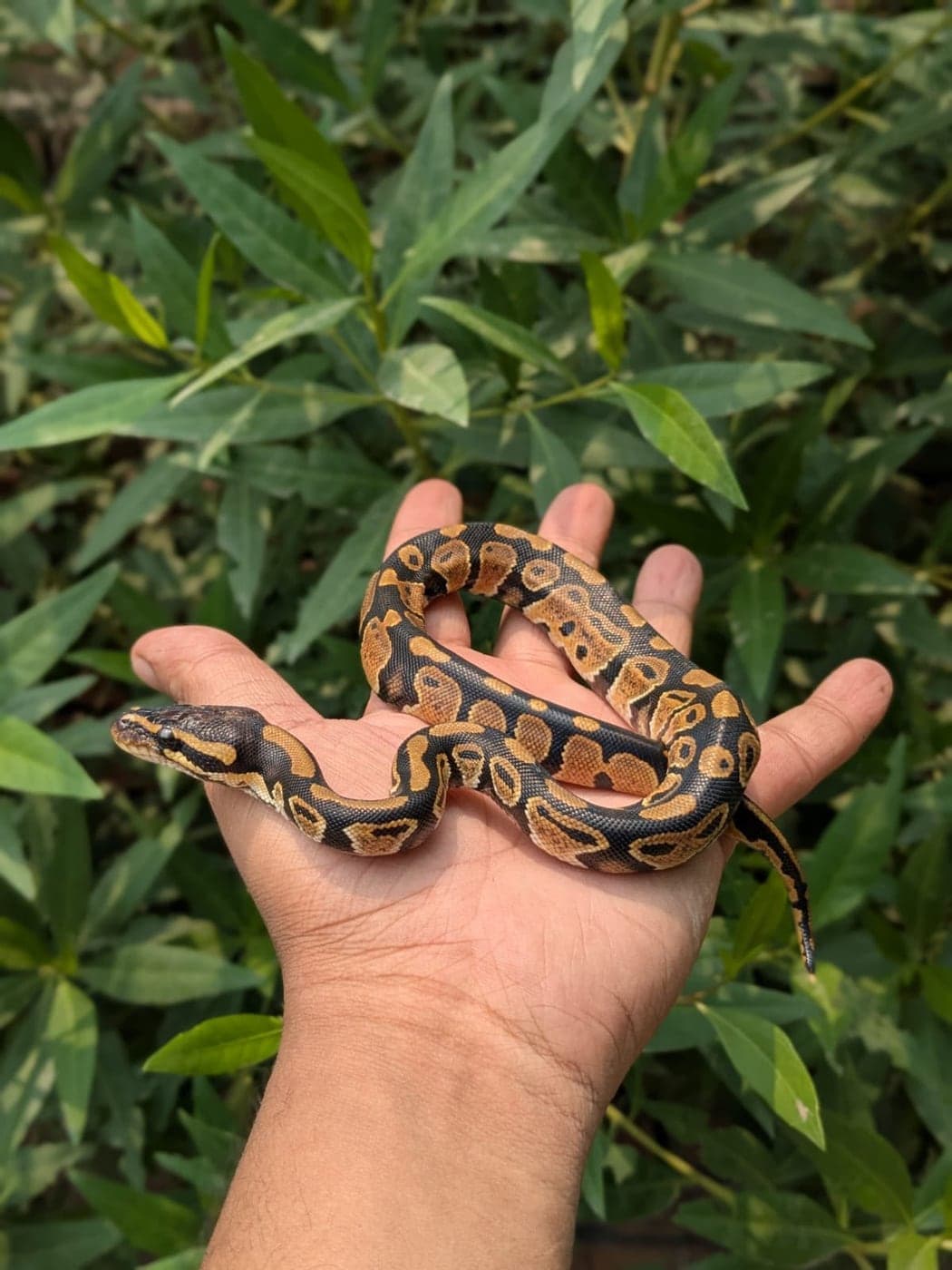 Ball Python – Beautiful Patterned Snake, Ball Python