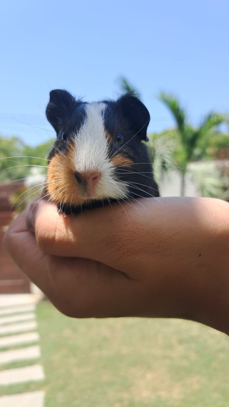 Cute Guinea Pig – Black, White & Brown, Guinea Pig